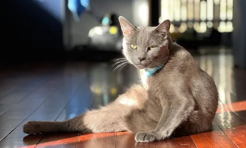 Taking Better Pet Photos and Videos on iPhone